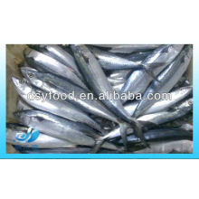 FROZEN SPANISH MACKEREL